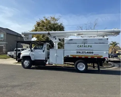 Tree Removal Services Sacramento