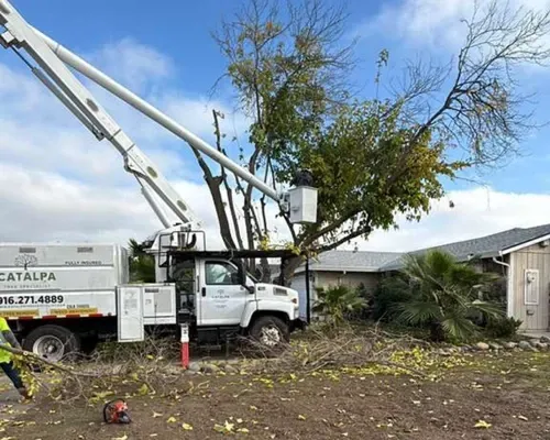 Oroville Tree Trimming