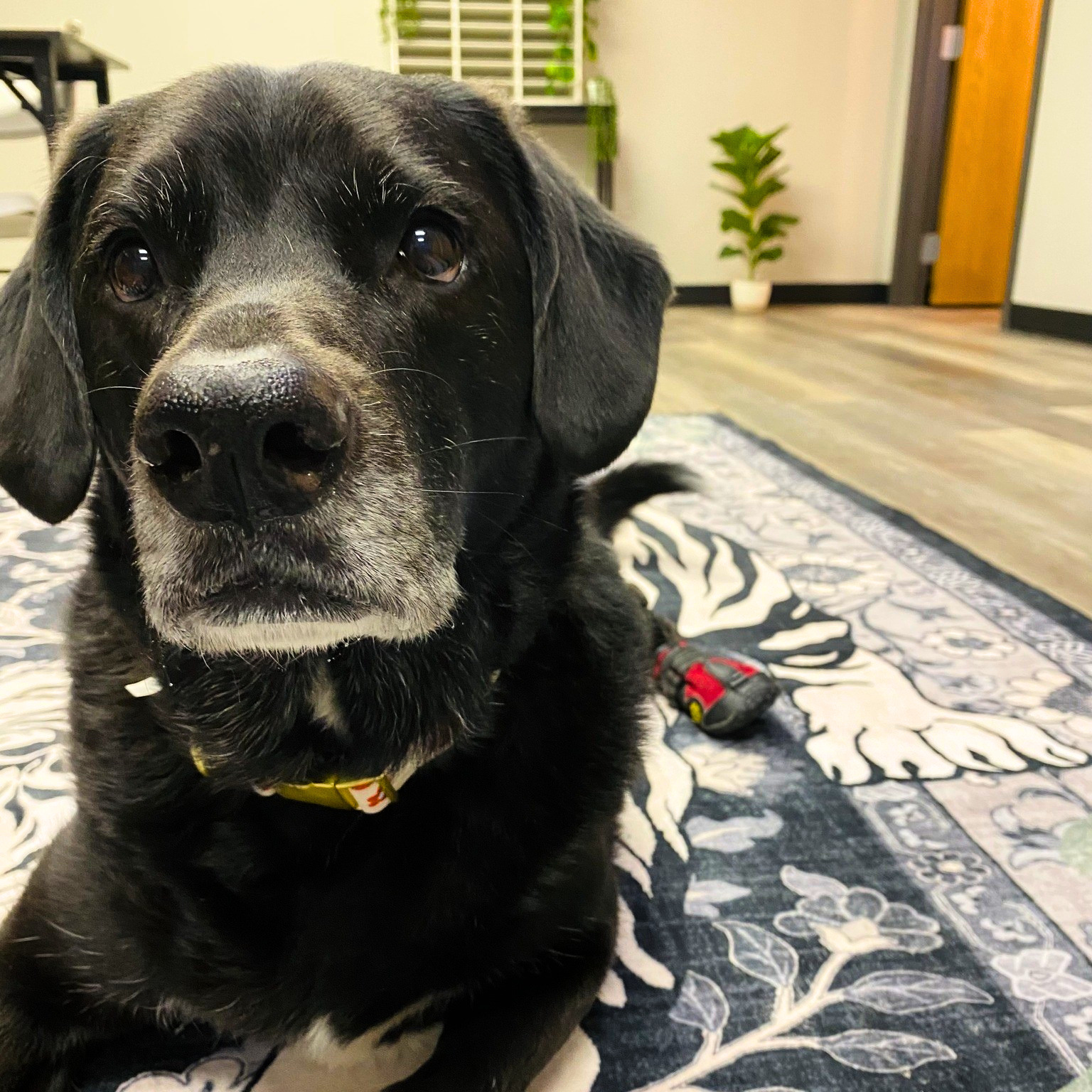a dining room table with chairs and a vase of flowers