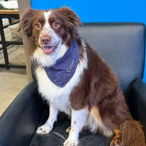 Cooper the Dog
