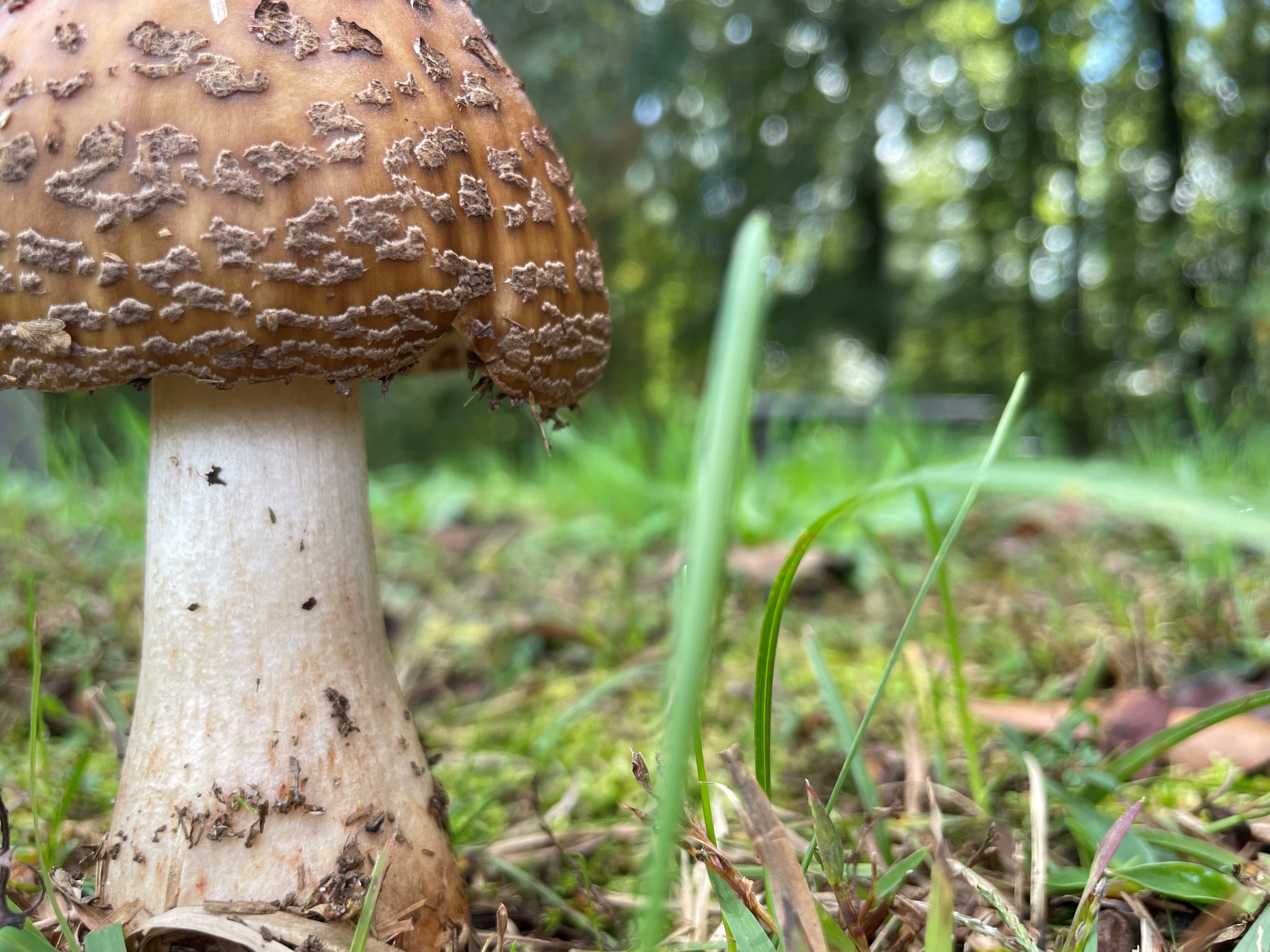 toadstool detail suggesting food sensitivity patterns