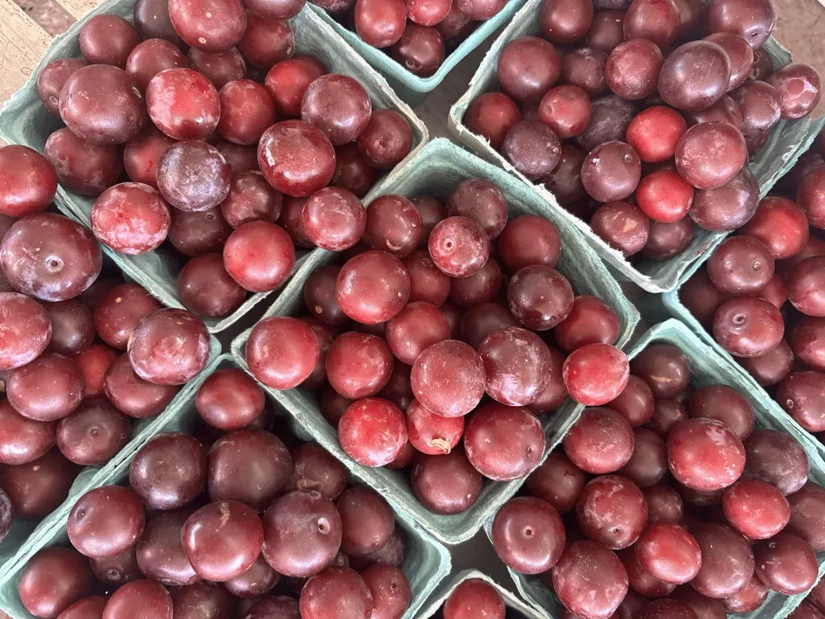 Genetics and Food Reactions: The Insights We Can Gain and the Limits We Need to Remember