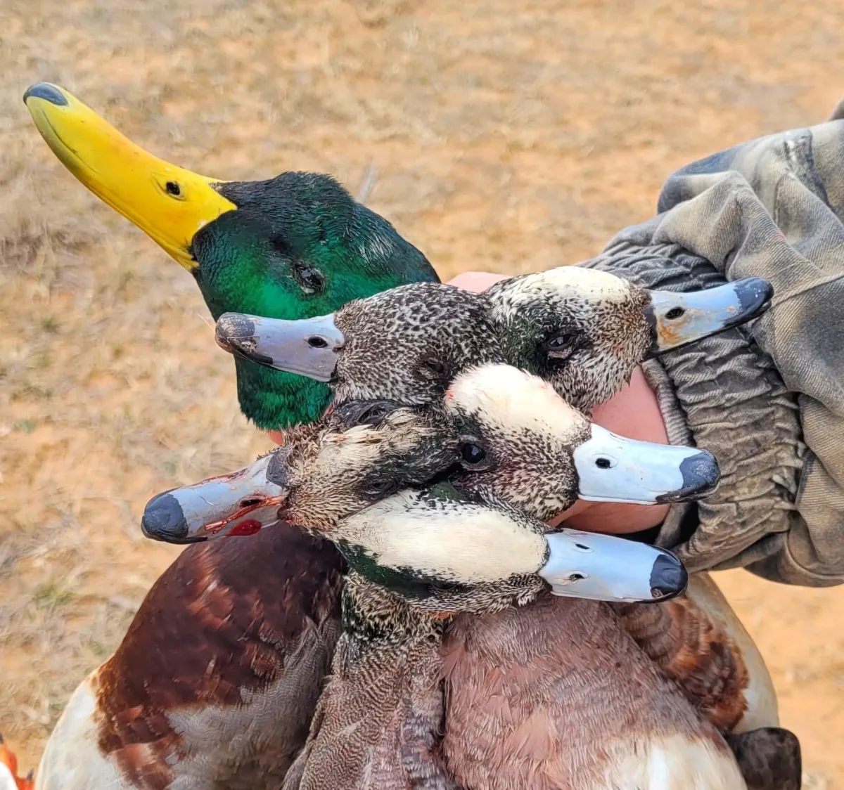 Scenic Texas hunting