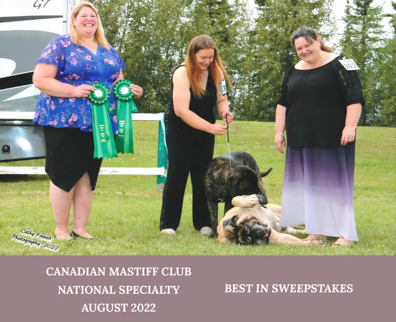 Mastiffs playing in grass with owners and two winning rosettes