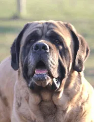 Headshot of adult Mastiff