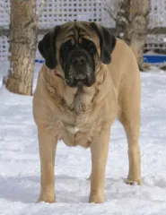 Adult Mastiff standing in snow