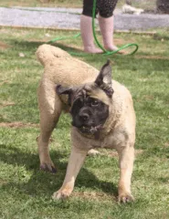 Adult Mastiff shaking off water