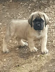 Image of Mastiff puppy