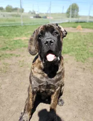 Oscar the Mastiff outdoors