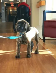 Oscar the Mastiff puppy standing indoors