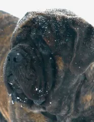 Oscar the Mastiff headshot