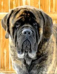 Oscar the Mastiff headshot