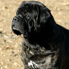 Headshot image of Archie the Mastiff standing on grass
