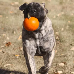 Ellie running, with a pumpkin in her mouth