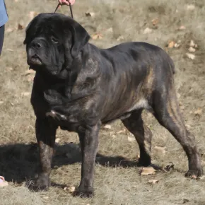 Image of Archie the Mastiff standing on grass