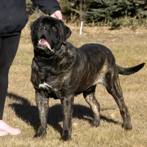 Image of Archie the Mastiff standing on grass