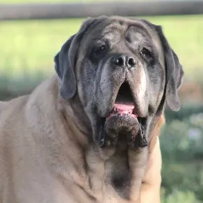 Image of Stella the Mastiff