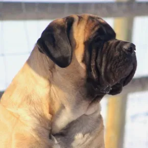 Image of Bitty the Mastiff