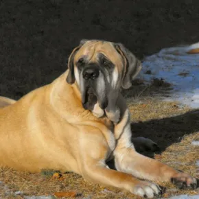 Image of Harley the Mastiff