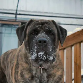 Image of Wynter the Mastiff