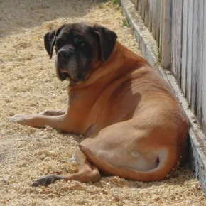 Image of Gracie the Mastiff