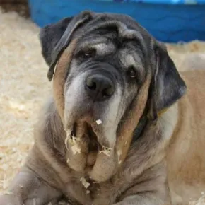 Image of Monet the Mastiff