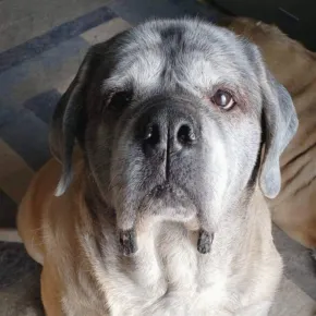 Image of Brooke the Mastiff