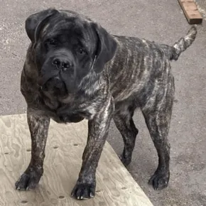 Image of Rocket Man the Mastiff