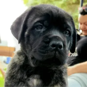 Image headshot of puppy Rocket Man the Mastiff