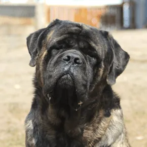 Image of Rocket Man the Mastiff