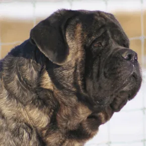 Image of Rocket Man the Mastiff