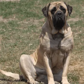 Image of Lockett the Mastiff sitting on grass