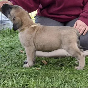 Image of Lockett the Mastiff as a puppy standing on grass 