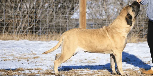 Image of Lockett the Mastiff 