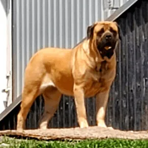 Image of Lockett the Mastiff standing outside
