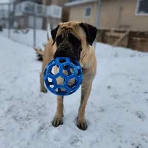 Image of lockett the Mastiff in the snow with a toy
