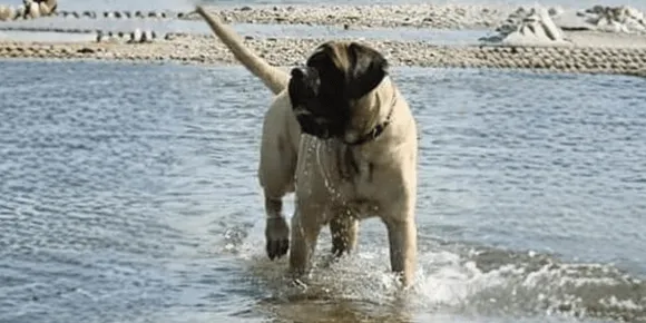 Image of Huck the Mastiff in water