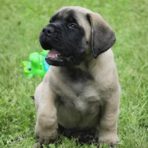 Image of puppy Mastiff on grass