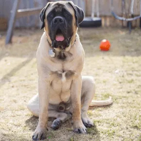 Image of Huck the Mastiff sitting outside