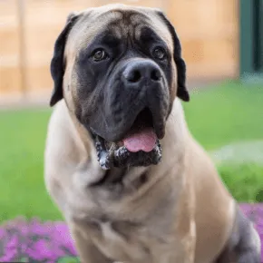 Image of Huck the Mastiff on grass