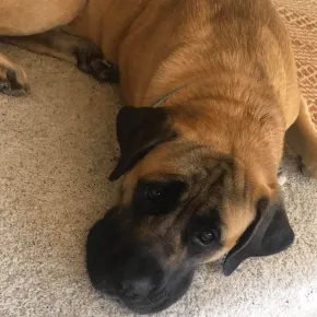 Image of Willa the Mastiff 