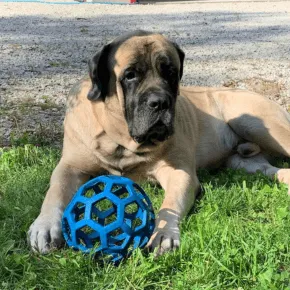 Image of Ozzie the Mastiff 