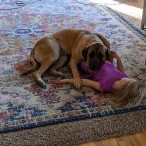 Image of Tess the Mastiff