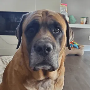 Image of River the Mastiff 