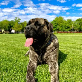 Image of Marigold the Mastiff 