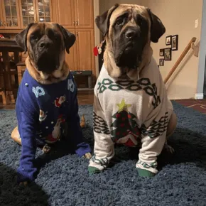 Image of Rue & Lucy the Mastiffs