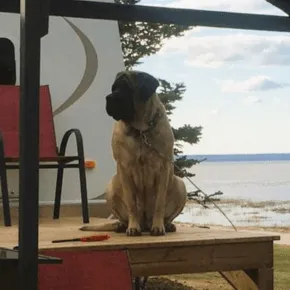 Image of Duchess the Mastiff 