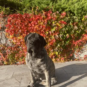 Image of Otis the Mastiff 