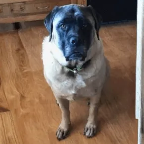 Image of Vintage the Mastiff 