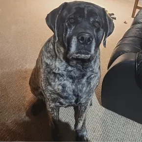 Image of Gucci the Mastiff 